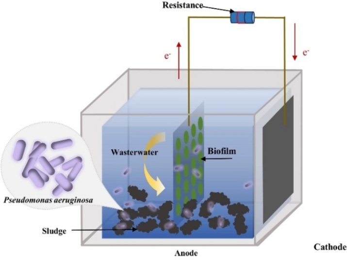 Do Pseudomonas Effect Settling in Sewage Treatment Facilities-_3