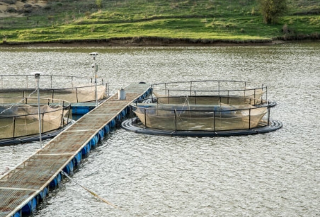 What Happens To Sludge From A Sewage Treatment Plant Quizlet