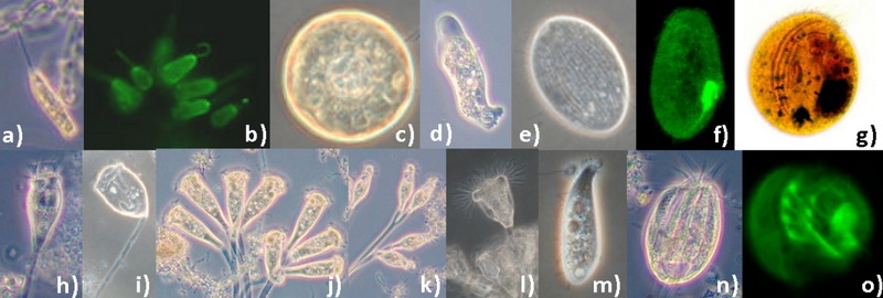 are protists used in sewage treatment-_1