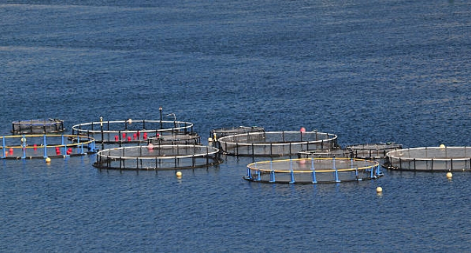 How Much Sewage Sludge Is Produced by A Treatment Plant