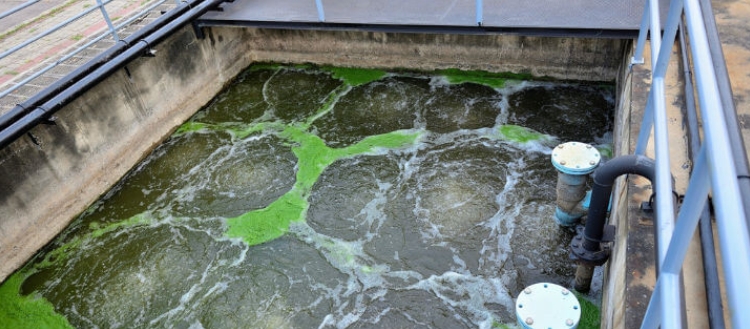 which bacteria is used in sewage treatment-_3