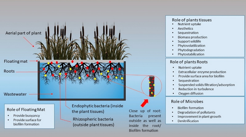 Do Pseudomonas Effect Settling in Sewage Treatment Facilities-_1
