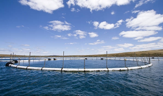 Which Coagulant Is Used for Sewage Treatment