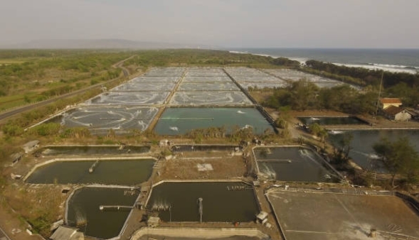 What Do Aerobic Bacteria Do in Sewage Treatment