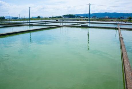 How To Make Sewage Treatment Plant Model.jpg