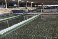 //irrorwxhpqjqln5m.ldycdn.com/cloud/loBppKnploSRilplqnkjjp/What-Is-The-Pacques-Process-of-Sewage-Treatment-Plant.jpg