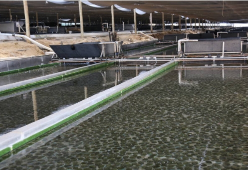 What Is The Pacques Process of Sewage Treatment Plant