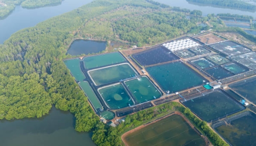How Does Sewage Treatment Affect Biological Oxygen Demand-_1