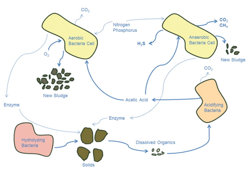 what does aerobic bacteria do in sewage treatment-_2.jpg
