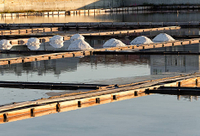 //irrorwxhpqjqln5m.ldycdn.com/cloud/lpBppKnploSRillpqlknjp/Why-Is-Sewage-Treatment-Important-for-Aquatic-Health.jpg