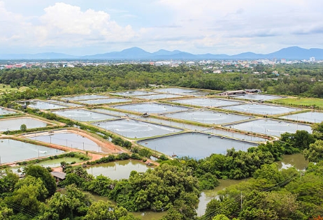 What Does Primary Sewage Treatment Do
