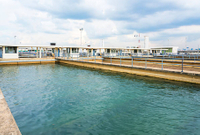 //irrorwxhpqjqln5m.ldycdn.com/cloud/lqBppKnploSRjlriornqjq/How-Does-Vitamin-B12-Cyanocobalamin-Affect-Wastewater-Microorganisms.jpg