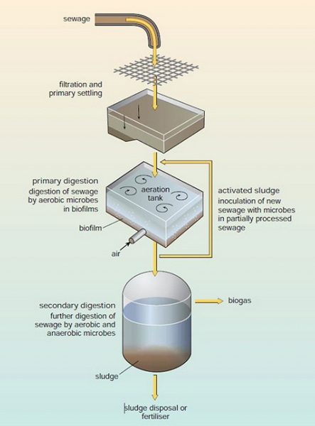 why are bacteria used in sewage treatment_3
