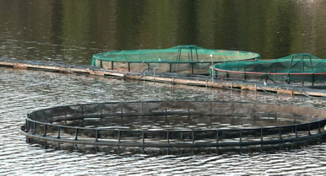 What Are Normal Do Ranges for Sewage Treatment Plant.jpg