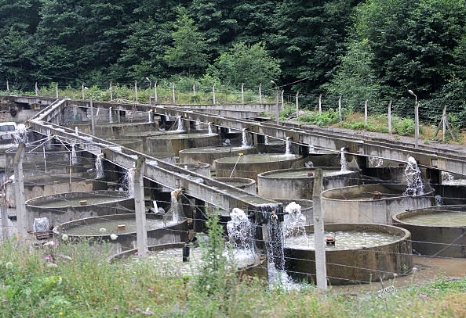 What Is Sewage Treatment Plant Wiki