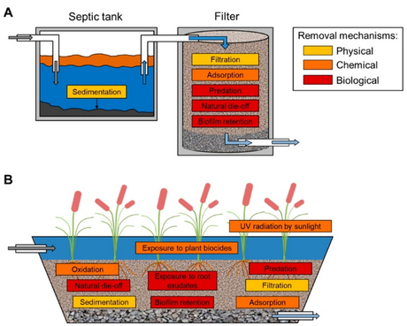 are pure bacteria added to primary sewage treatment-_2.jpg